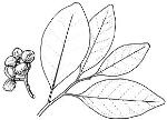 Illustration of leaf and fruit, Axebreaker <a href="http://www.rbgsyd.nsw.gov.au/" class="linkBlack100" target="_blank">Botanic Gardens Trust</a>