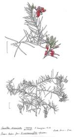 Illustration, <em>Grevillea divaricata</em> <a href="http://www.rbgsyd.nsw.gov.au/" class="linkBlack100" target="_blank">Botanic Gardens Trust</a>