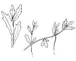 Illustration, <em>Hypsela sessiliflora</em> <a href="http://www.rbgsyd.nsw.gov.au/" class="linkBlack100" target="_blank">Botanic Gardens Trust</a>