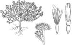 Illustration, Fleshy Minuria <a href="http://www.rbgsyd.nsw.gov.au/" class="linkBlack100" target="_blank">Botanic Gardens Trust</a>
