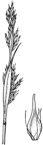 Illustration, Evans Sedge <a href="http://www.rbgsyd.nsw.gov.au/" class="linkBlack100" target="_blank">Botanic Gardens Trust</a>