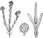 Illustration, <em>Ozothamnus tessellatus</em> <a href="http://www.rbgsyd.nsw.gov.au/" class="linkBlack100" target="_blank">Botanic Gardens Trust</a>