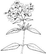 Illustration, Singleton Mint Bush <a href="http://www.rbgsyd.nsw.gov.au/" class="linkBlack100" target="_blank">Botanic Gardens Trust</a>