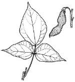 Illustration, Pointed Trefoil <a href="http://www.rbgsyd.nsw.gov.au/" class="linkBlack100" target="_blank">Botanic Gardens Trust</a>