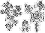 Illustration <em>Dentella minutissima</em> <a href="http://www.rbgsyd.nsw.gov.au/" class="linkBlack100" target="_blank">Botanic Gardens Trust</a>