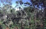 Warkworth Sands Woodland in the Sydney Basin Bioregion