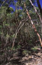 Form and habitat, <em>Eucalyptus castrensis</em>