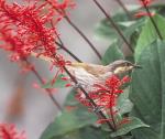 Mangrove Honeyeater