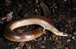 Three-toed Snake-tooth Skink