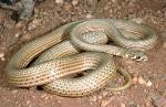 Collared Whip Snake