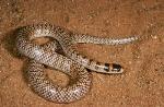 Narrow-banded Shovel-nosed Snake