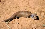 Centralian Blue-tongued Lizard