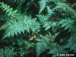 Bristly Shield Fern <a href="http://www.viridans.com.au" class="linkBlack100" target="_blank">Viridans Images</a>