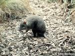 Long-footed Potoroo <a href="http://www.viridans.com.au" class="linkBlack100" target="_blank">Viridans Images</a>