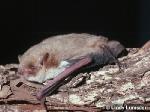Inland Forest Bat, Lindy Lumsden <a href="http://www.viridans.com.au" class="linkBlack100" target="_blank">Viridans Images</a>