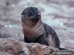Australian Fur-seal pup <a href="http://www.viridans.com.au" class="linkBlack100" target="_blank">Viridans Images</a>