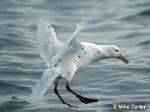 Southern Giant-Petrel <a href="http://www.viridans.com.au" class="linkBlack100" target="_blank">Viridans Images</a>