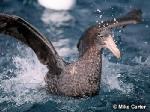 Northern Giant-Petrel <a href="http://www.viridans.com.au" class="linkBlack100" target="_blank">Viridans Images</a>