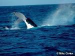 Tail, Humpback Whale <a href="http://www.viridans.com.au" class="linkBlack100" target="_blank">Viridans Images</a>