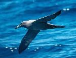 Sooty Albatross in flight <a href="http://www.viridans.com.au" class="linkBlack100" target="_blank">Viridans Images</a>