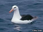 Shy Albatross <a href="http://www.viridans.com.au" class="linkBlack100" target="_blank">Viridans Images</a>