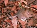 White-footed Dunnart <a href="http://www.viridans.com.au" class="linkBlack100" target="_blank">Viridans Images</a>