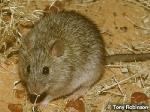 Long-haired Rat <a href="http://www.viridans.com.au" class="linkBlack100" target="_blank">Viridans Images</a>
