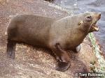 New Zealand Fur-seal <a href="http://www.viridans.com.au" class="linkBlack100" target="_blank">Viridans Images</a>