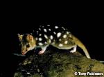 Eastern Quoll <a href="http://www.viridans.com.au" class="linkBlack100" target="_blank">Viridans Images</a>