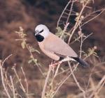 Black-throated Finch