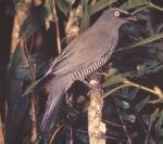 Barred Cuckoo-shrike