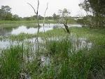 Freshwater wetlands on coastal floodplains