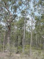 Lower Hunter Spotted Gum - Ironbark Forest