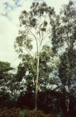 Form, Camden White Gum