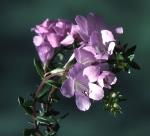 Flowers, <em>Euphrasia bowdeniae</em>