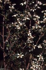 Flowers, <em>Leptospermum deanei</em>