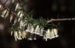 Flowers, <em>Leucopogon fletcheri</em> subsp. <em>fletcheri</em>