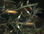 Buds and foliage, Hairy Geebung