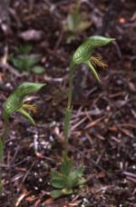 Flowers and form, Botany Bay Bearded Orchid