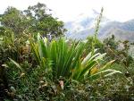 Habitat, form and flower spike, Giant Spear Lily