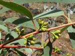 Buds and leaves, Mt Canobolas Box