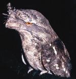 Marbled Frogmouth