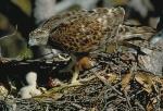 Red Goshawk