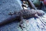 Lord Howe Island Gecko