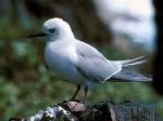 Grey Ternlet