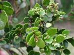 Foliage and form, Mountain Xylosma