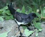 White-bellied Storm-petrel