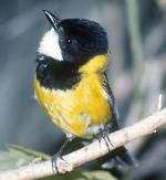 Lord Howe Island Golden Whistler