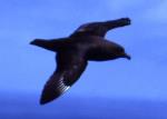 Kermadec Petrel, in flight.