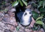 Black-winged Petrel